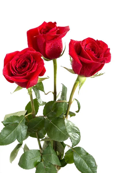 Add Beautiful Roses – Kiss Floral Llc, Claymont DE