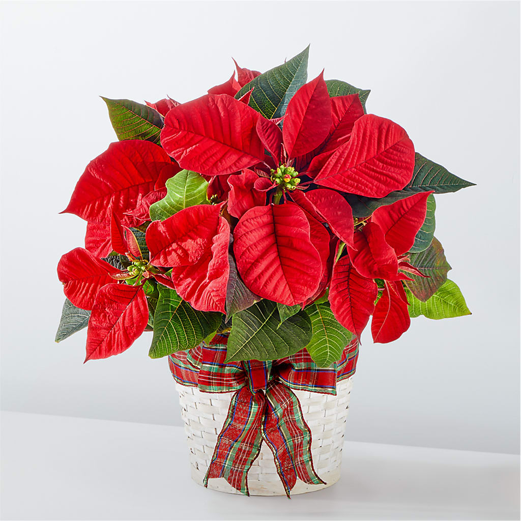 Happiest Holidays Poinsettia – Kiss Floral Llc, Claymont DE