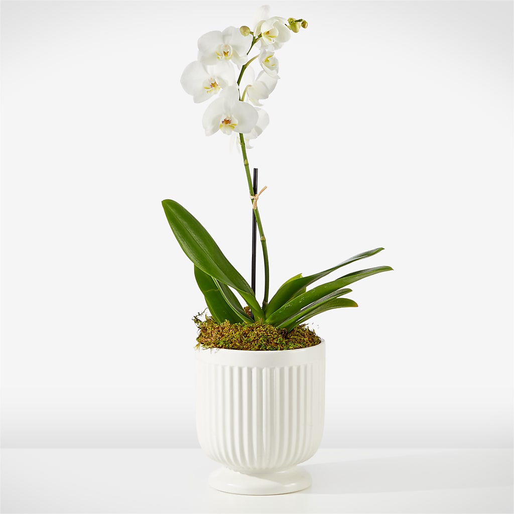Whispering White Orchid – Kiss Floral Llc, Claymont DE