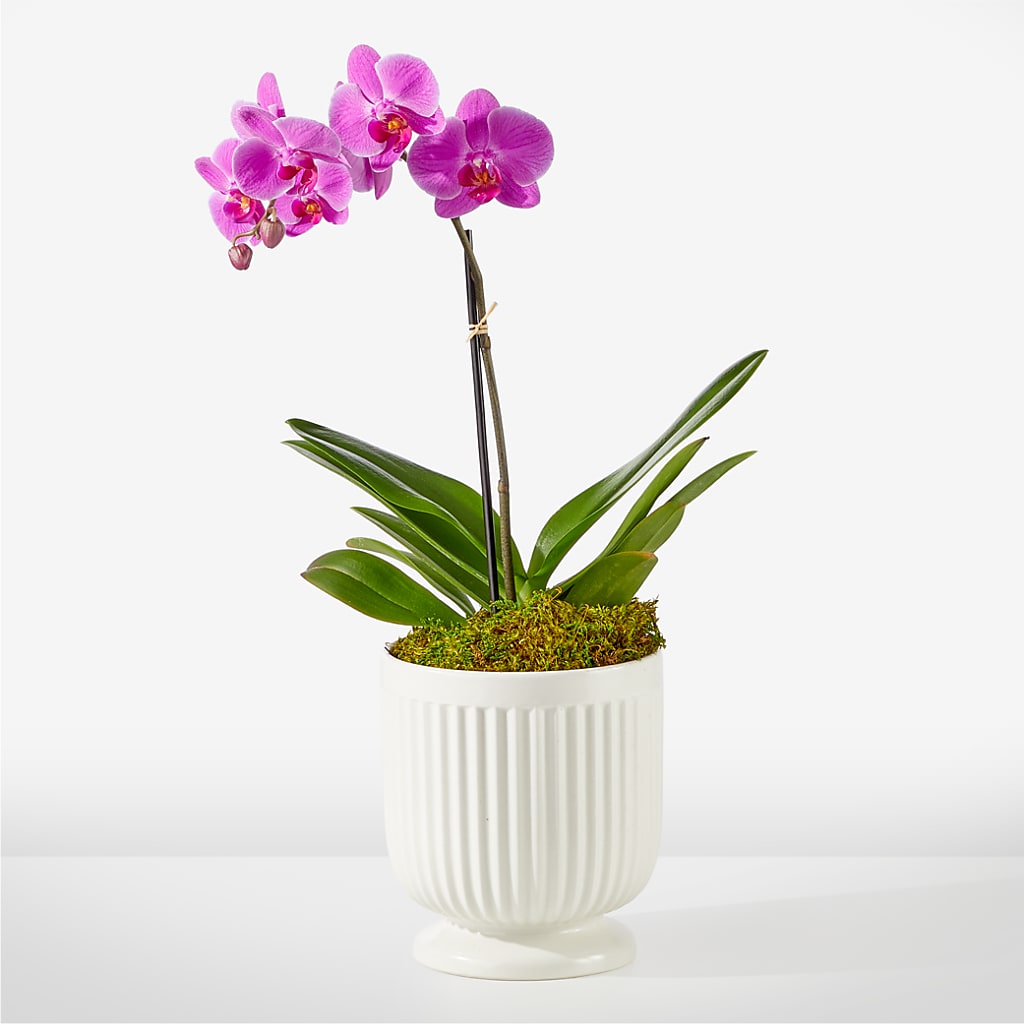 Friendly Fuchsia Orchid – Kiss Floral Llc, Claymont DE