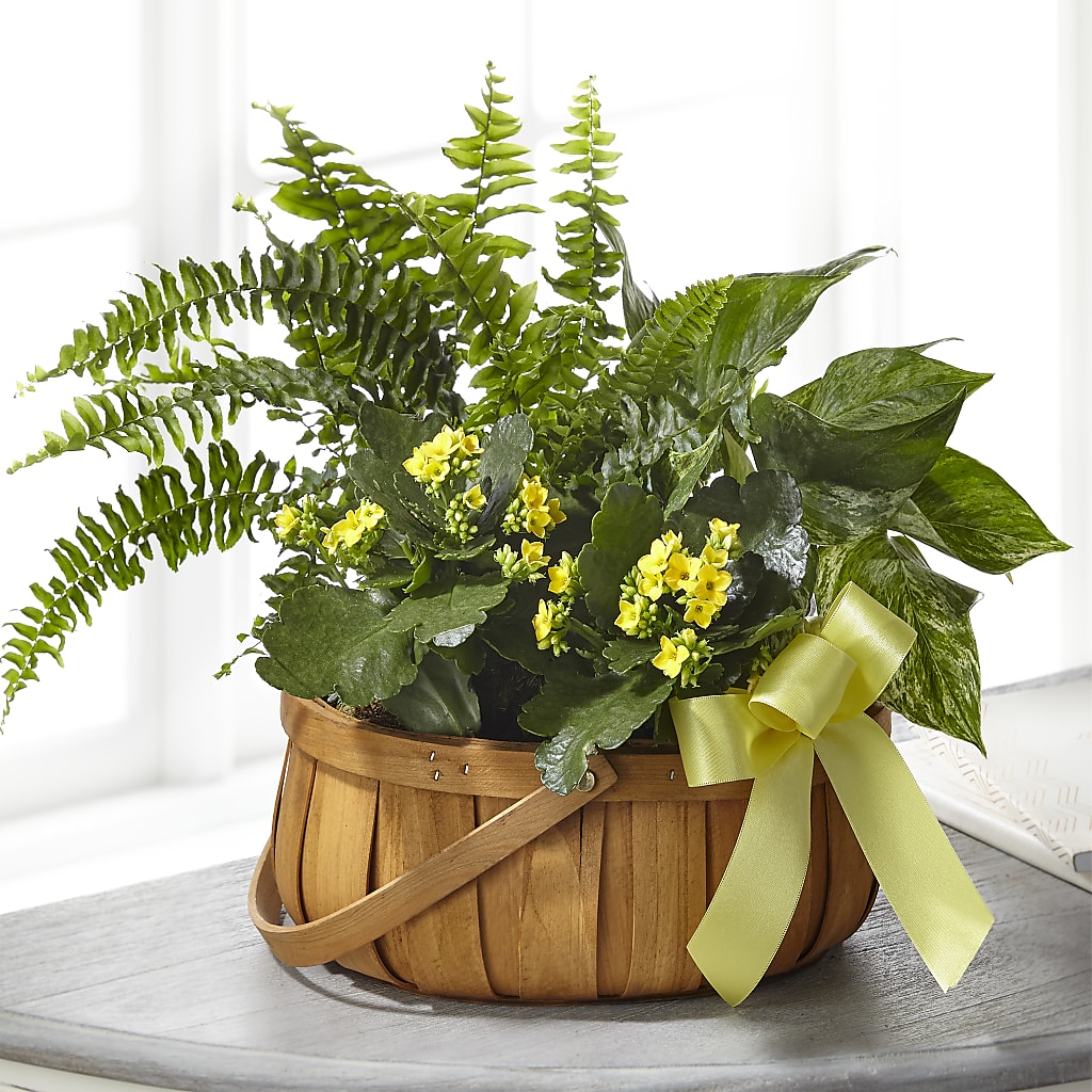 Always Dear Dishgarden – Kiss Floral Llc, Claymont DE