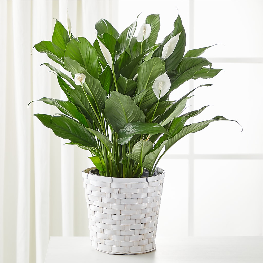 A New Leaf Peace Lily – Kiss Floral Llc, Claymont DE