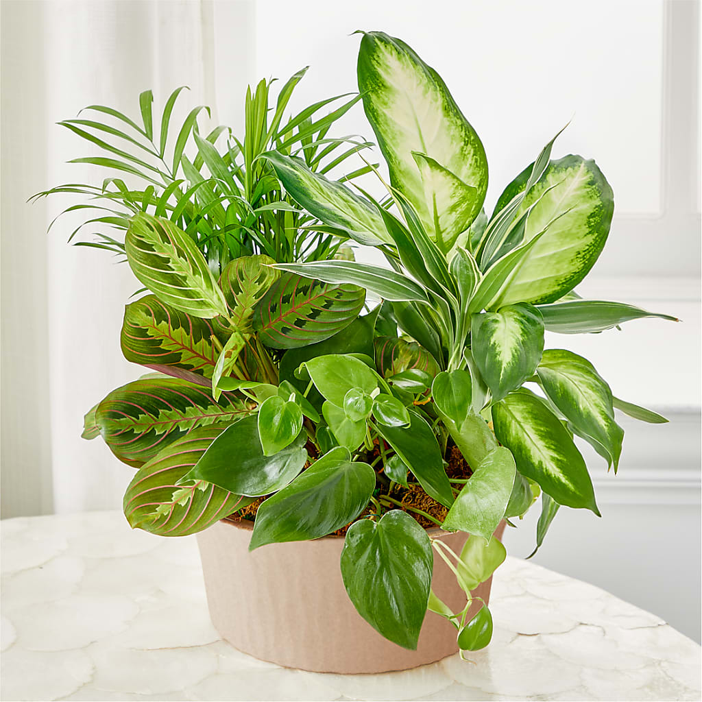 Balance & Harmony Dishgarden – Kiss Floral Llc, Claymont DE