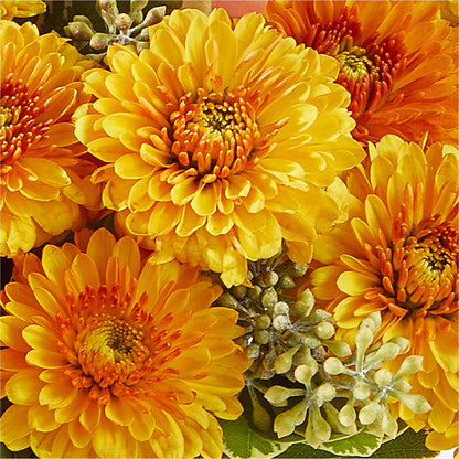 Peachy Pumpkin –  Kiss Floral Llc, Claymont DE