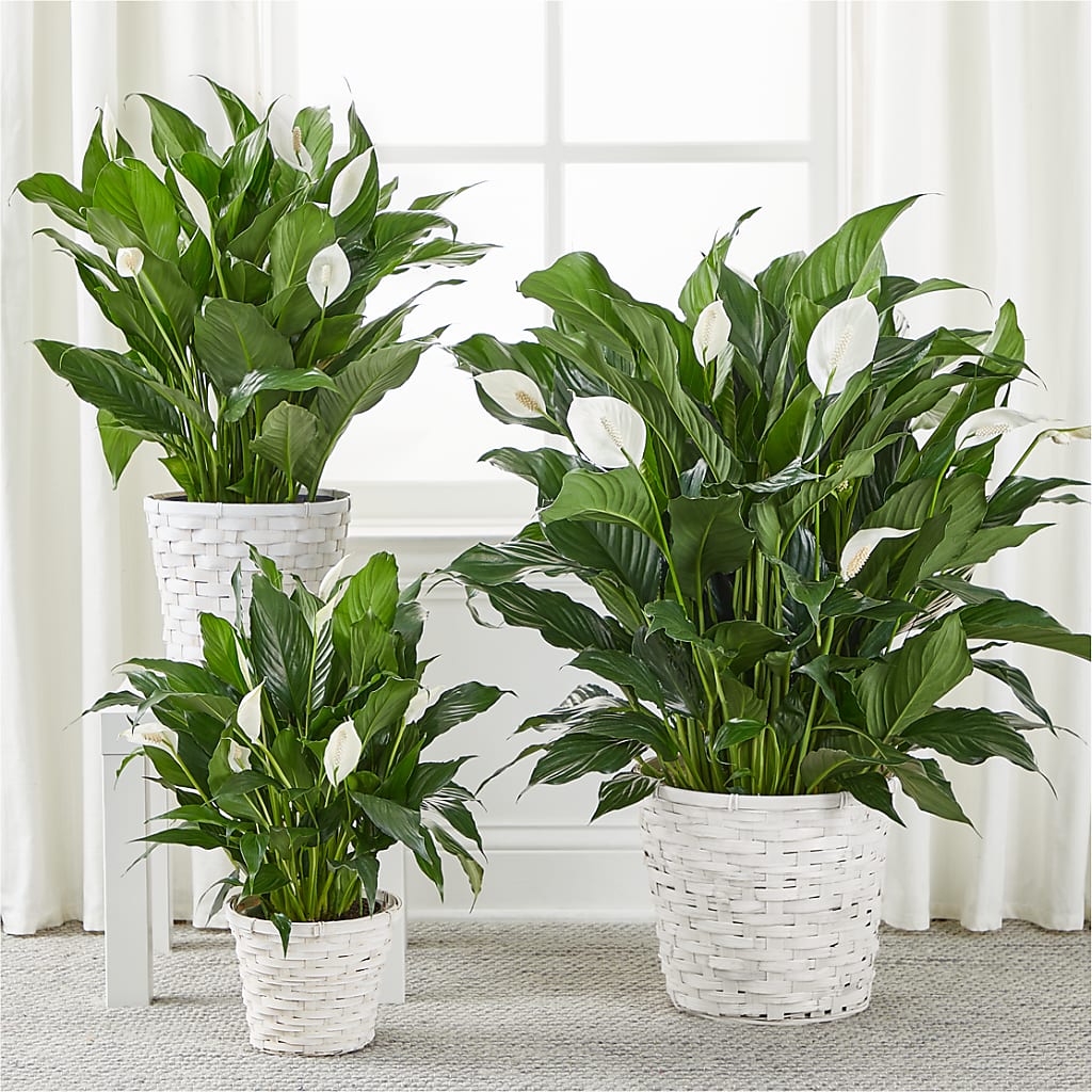 A New Leaf Peace Lily –  Kiss Floral Llc, Claymont DE