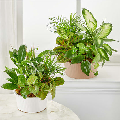 Balance & Harmony Dishgarden –  Kiss Floral Llc, Claymont DE