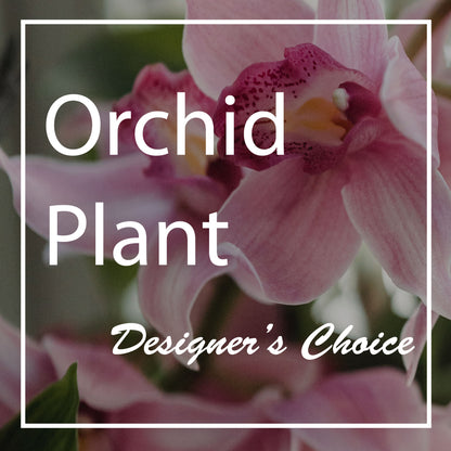 Single Stem Orchid Plant –  Kiss Floral Llc, Claymont DE