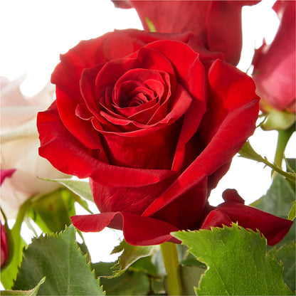 Love Notes Rose Bouquet –  Kiss Floral Llc, Claymont DE